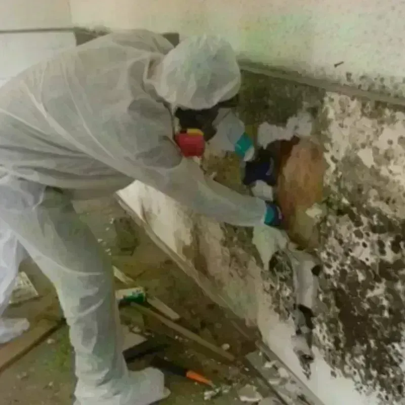 Mold Remediation and Removal in Livingston, LA